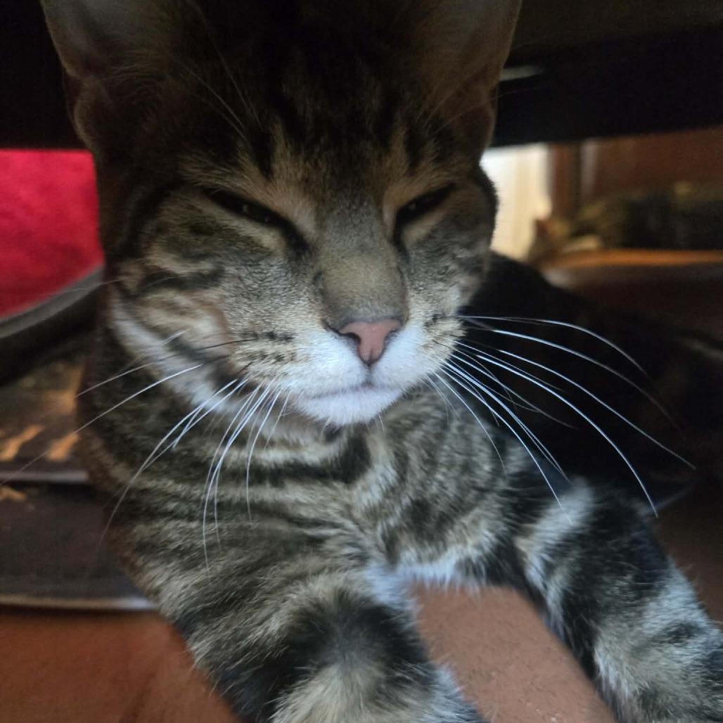 Squeaky — thumbnail 2