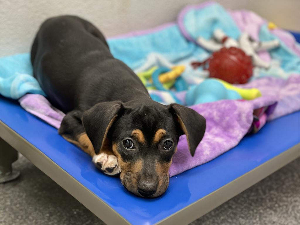 Raven, an adopted mixed breed in Charles Town, WV image 3/3
