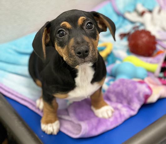 Raven, an adopted mixed breed in Charles Town, WV image 2/3