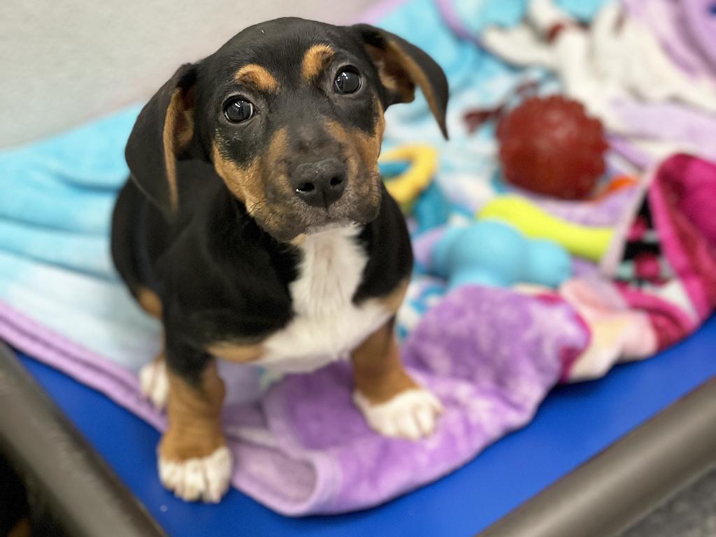 Raven, an adopted mixed breed in Charles Town, WV image 1/3