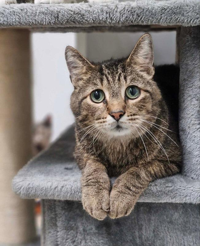 TJ, Adopted, Senior Male Domestic Short Hair.