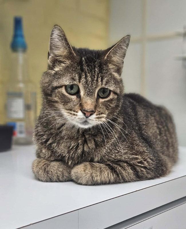 TJ, a Adopted Domestic Short Hair in Gonic, NH image 2/2
