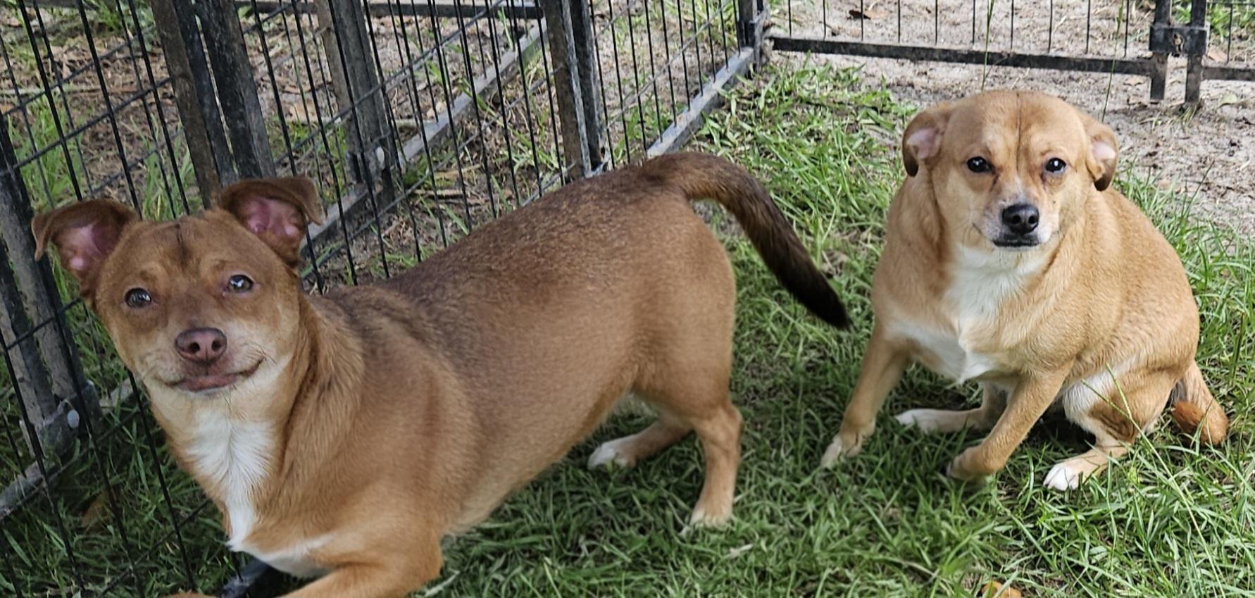 Scooby, a Adoptable mixed breed in Clinton, ME image 4/4