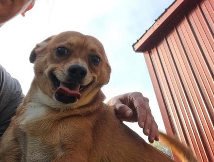 Scooby, a Adoptable mixed breed in Clinton, ME image 2/4