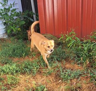 Scooby, a Adoptable mixed breed in Clinton, ME image 1/4