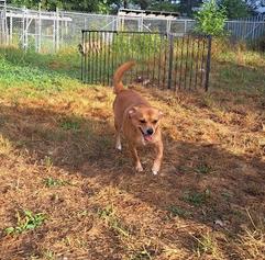 Scooby, a Adoptable mixed breed in Clinton, ME image 3/4