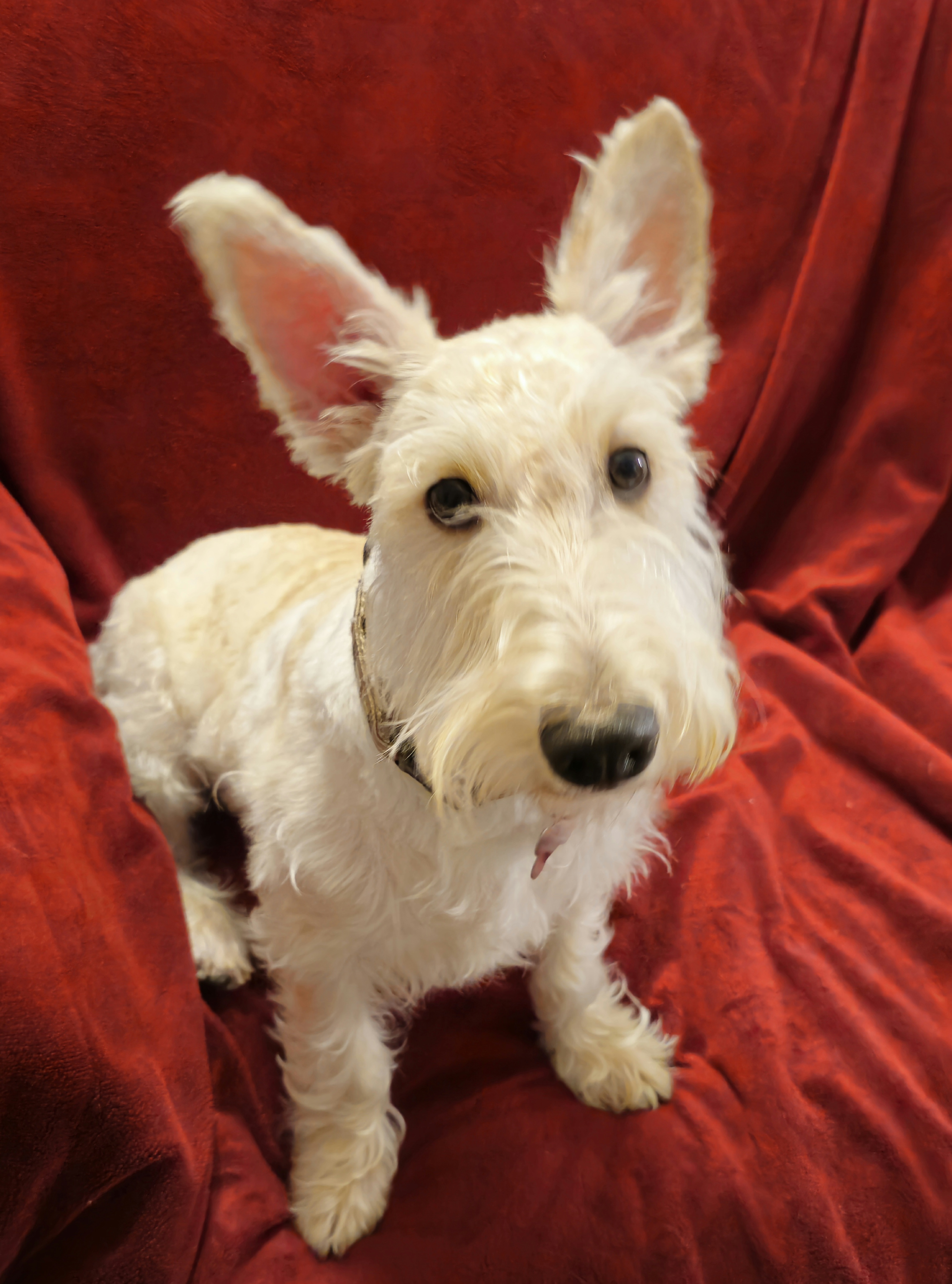Enlarge Cailean, a Adoptable Scottish Terrier in Dallas, TX image 1/3