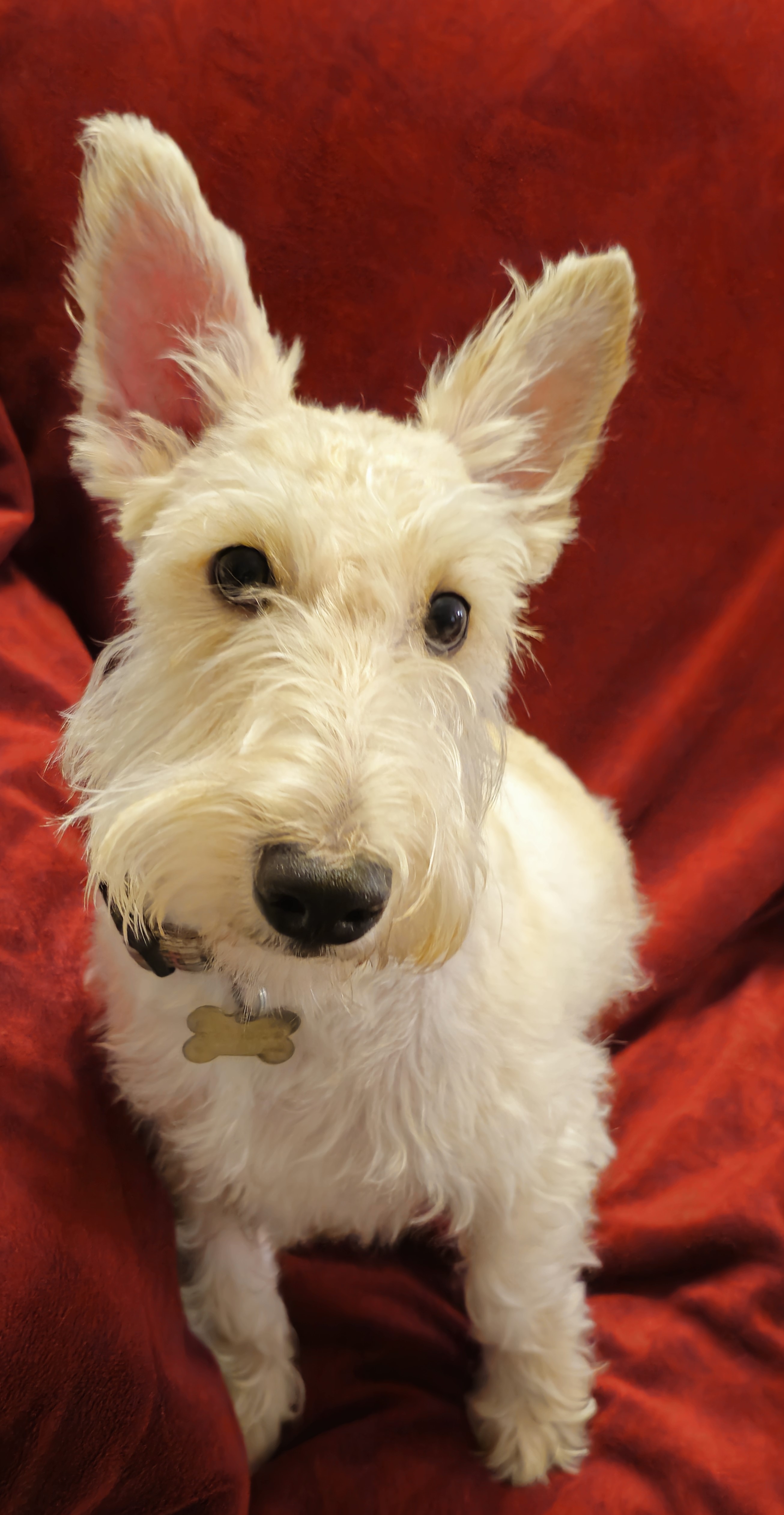 Enlarge Cailean, a Adoptable Scottish Terrier in Dallas, TX image 2/3