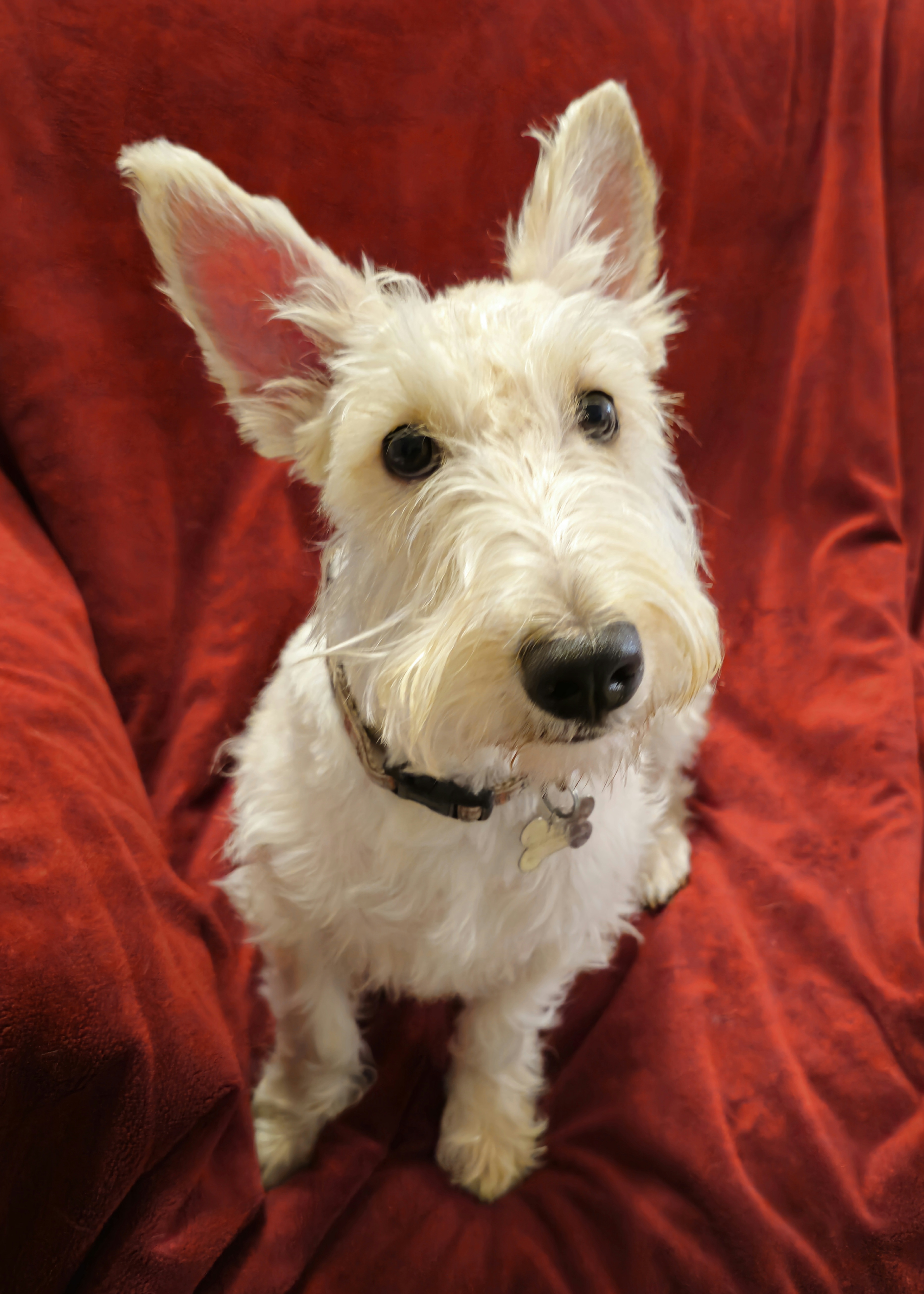 Enlarge Cailean, a Adoptable Scottish Terrier in Dallas, TX image 3/3