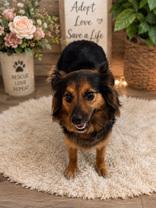 Princess Peach, adopted, Adult Female Chihuahua & Spaniel.