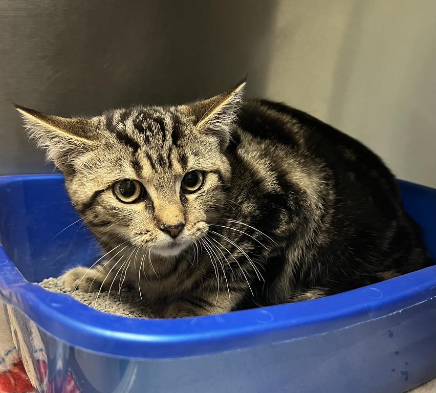 Stan, ADOPTABLE, Young Male Domestic Short Hair.