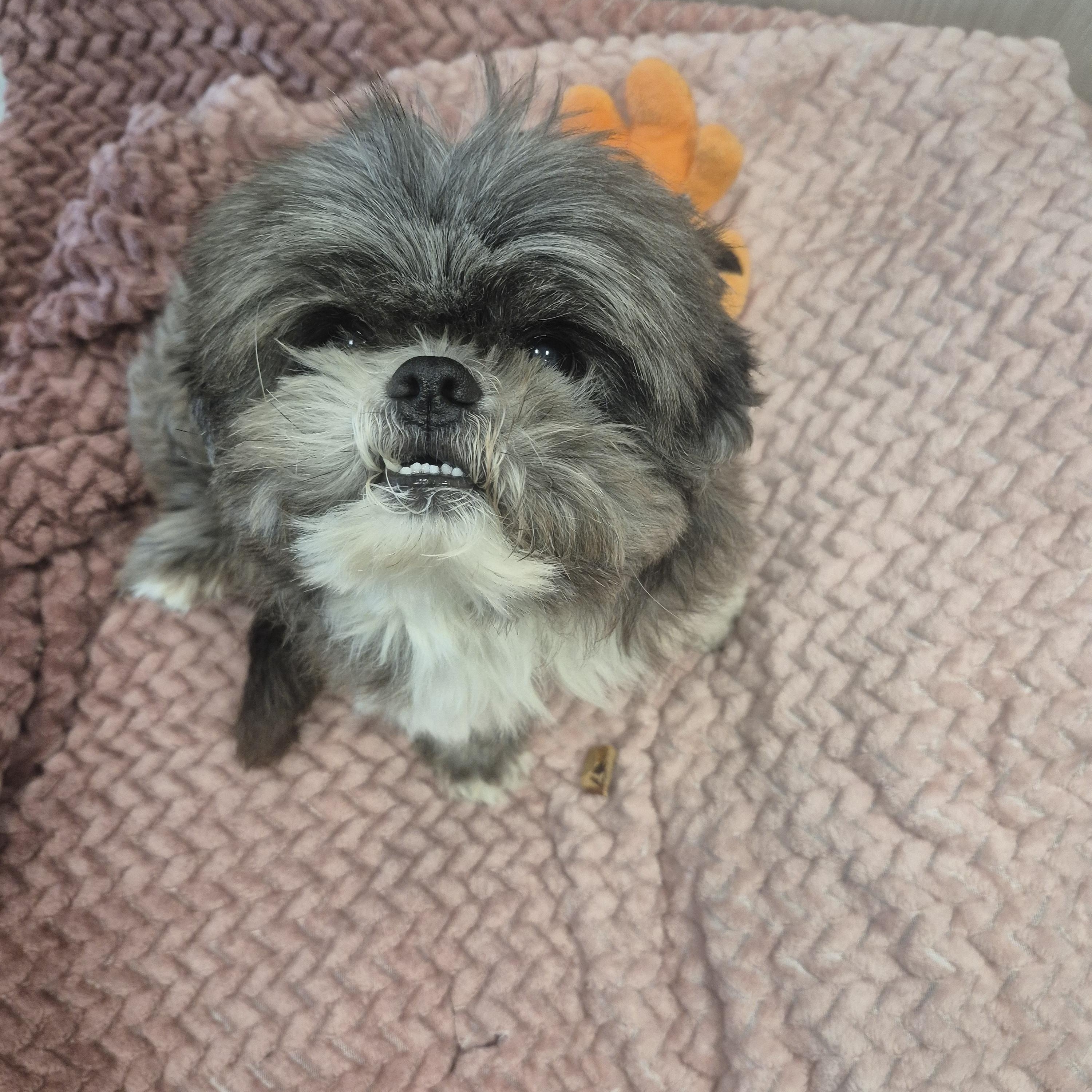 Wigo , ADOPTABLE, Senior Male Lhasa Apso.
