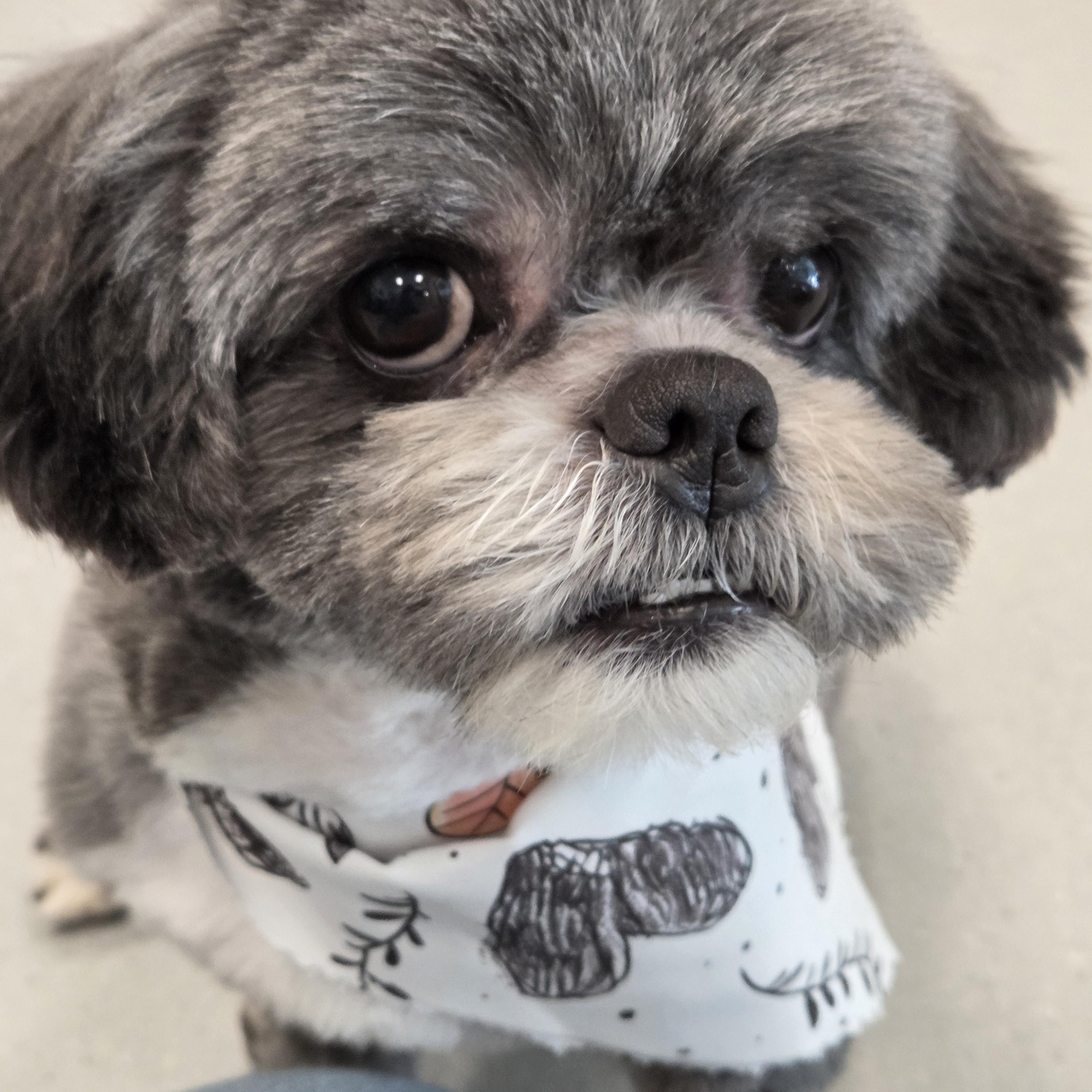 Wigo , adoptable, Senior Male Lhasa Apso.