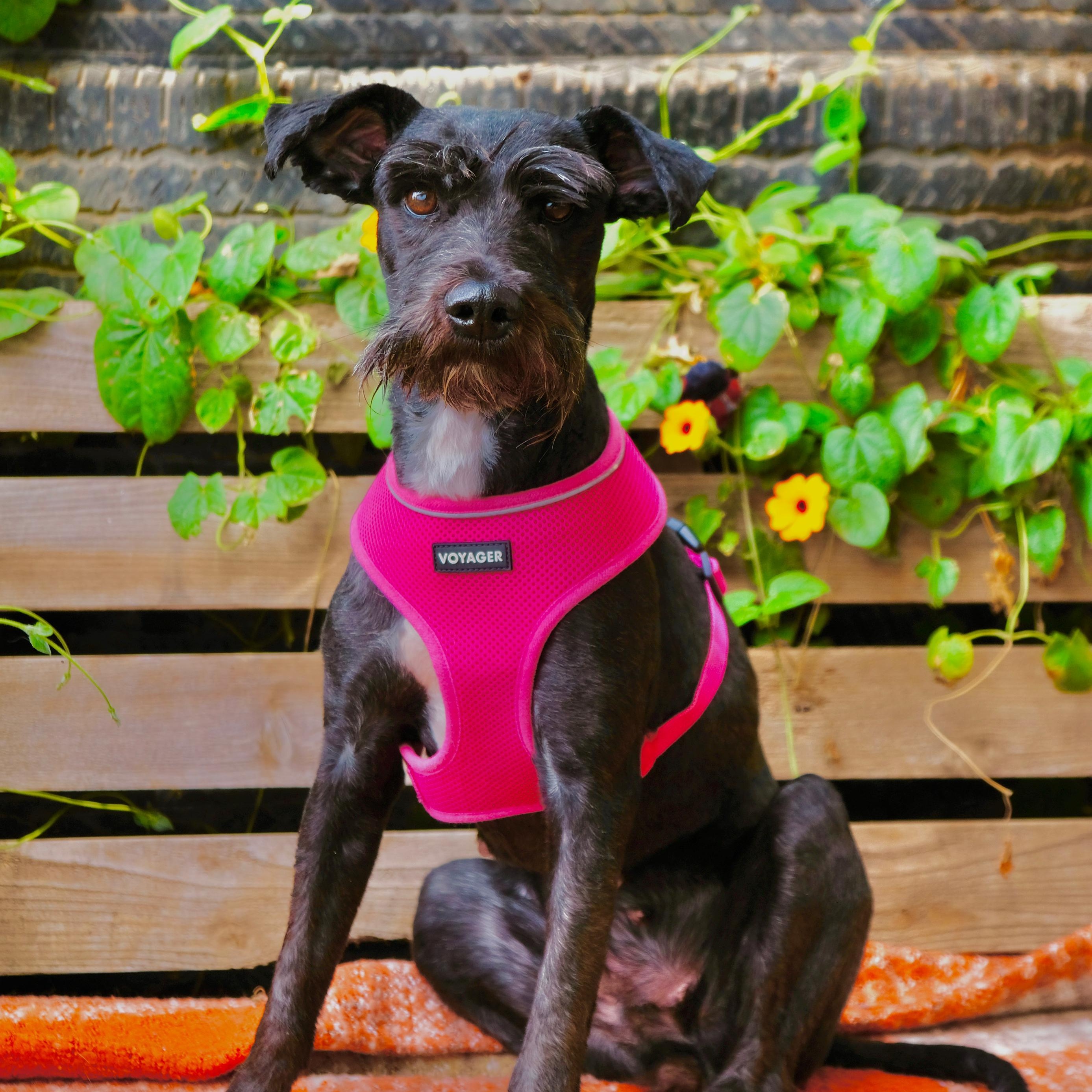 Enlarge Nevada, a Adoptable Miniature Schnauzer in San Diego, CA image 2/2