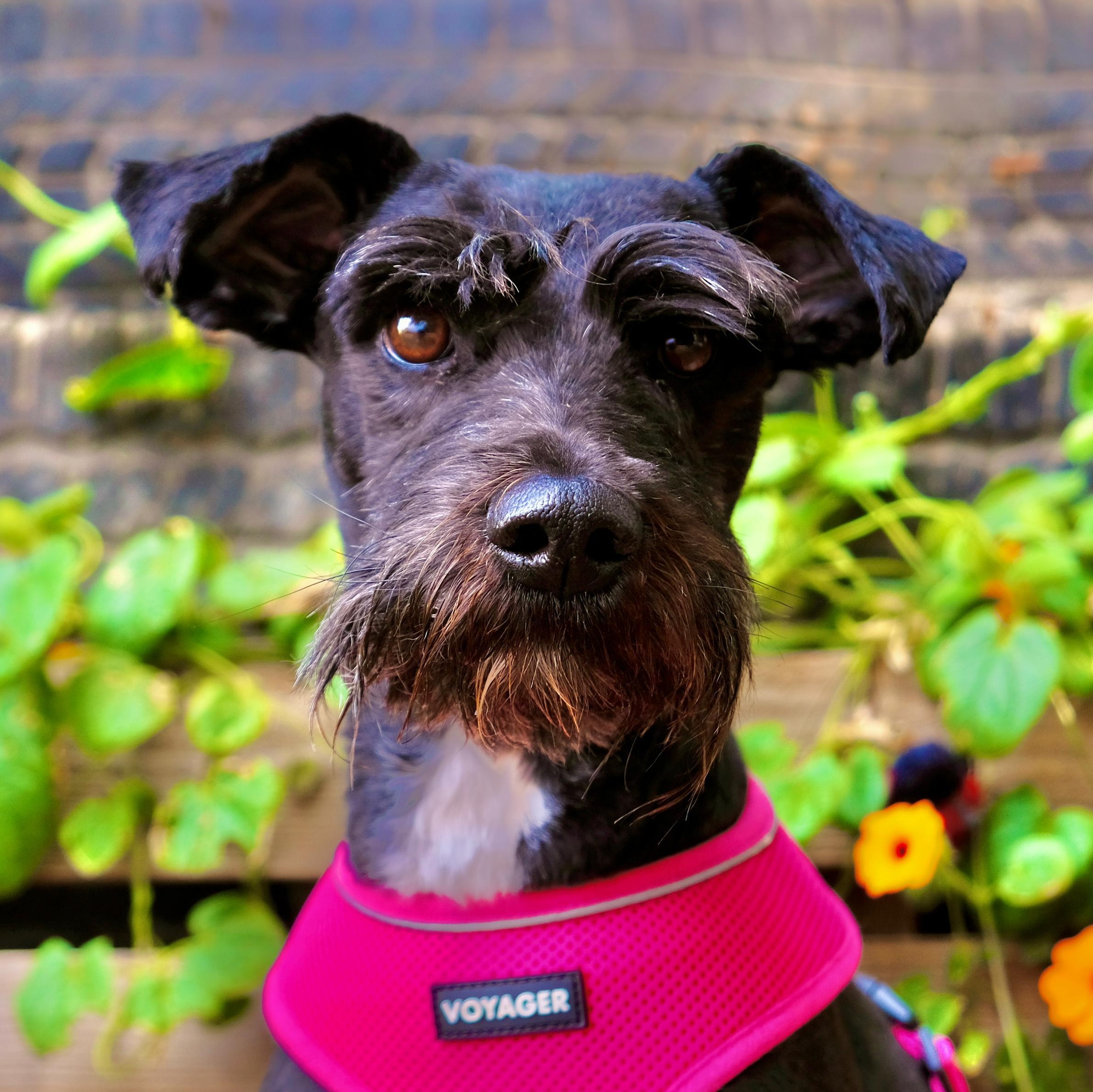 Enlarge Nevada, a Adoptable Miniature Schnauzer in San Diego, CA image 1/2