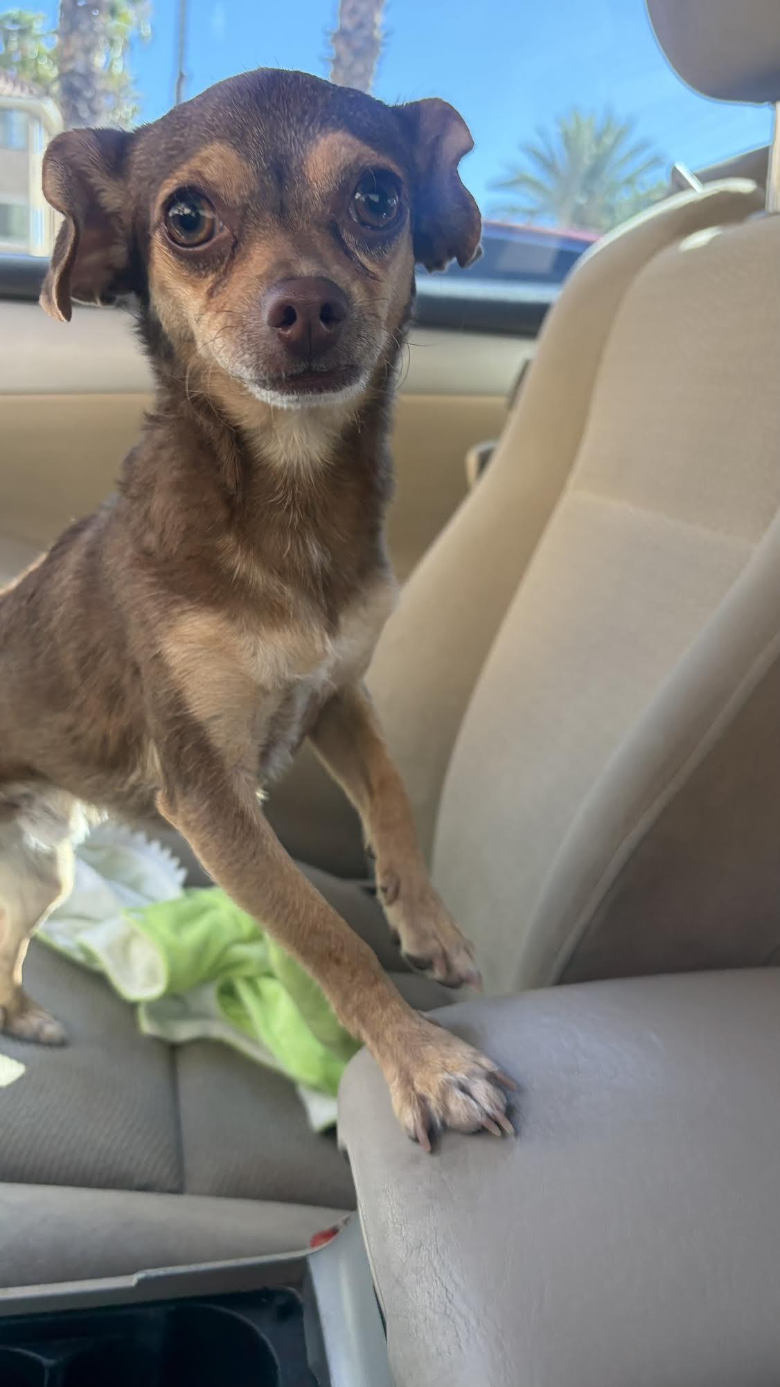 Enlarge Bruno, a Adoptable mixed breed in Las Vegas, NV image 4/4