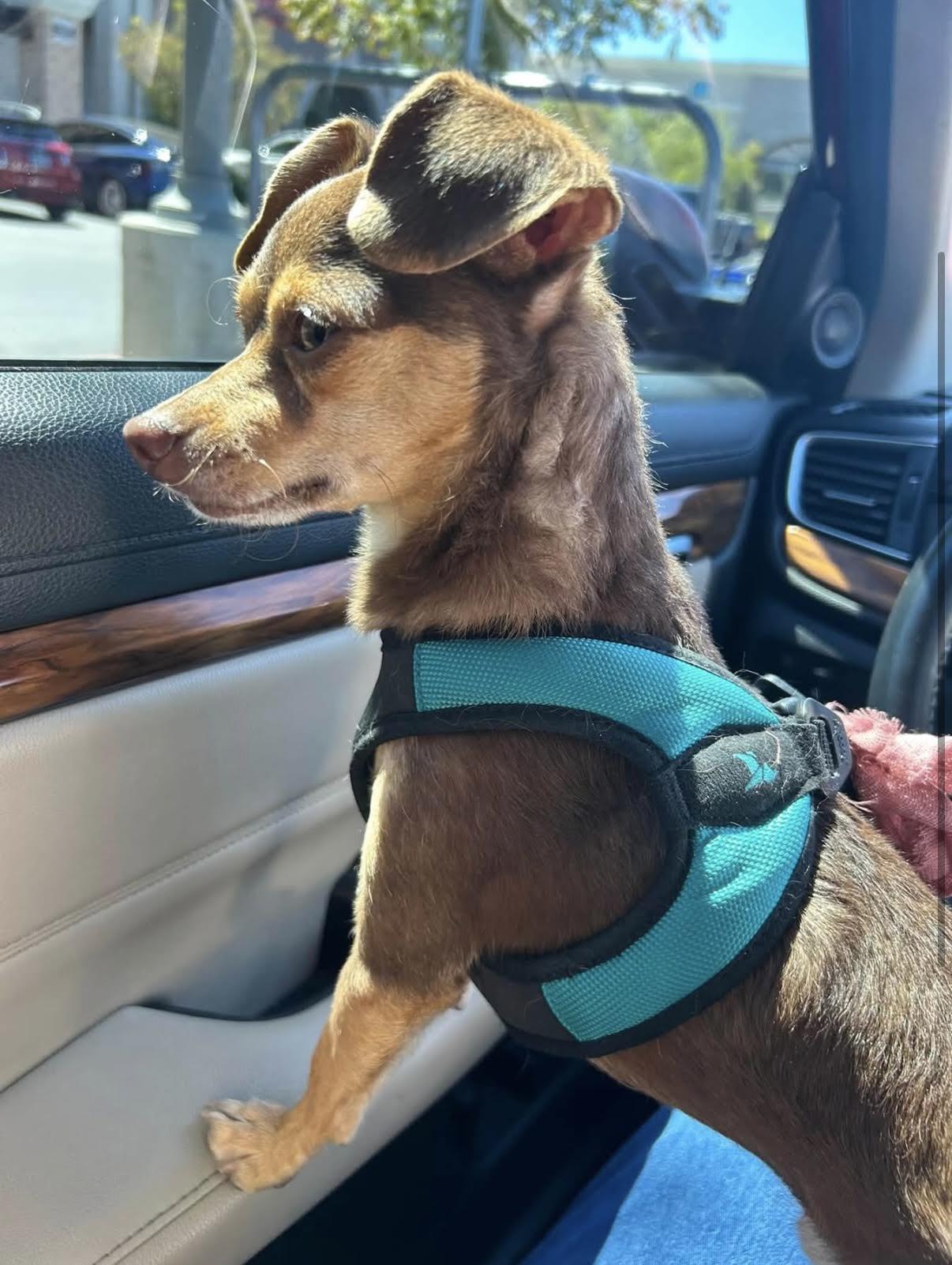 Enlarge Bruno, a Adoptable mixed breed in Las Vegas, NV image 3/4