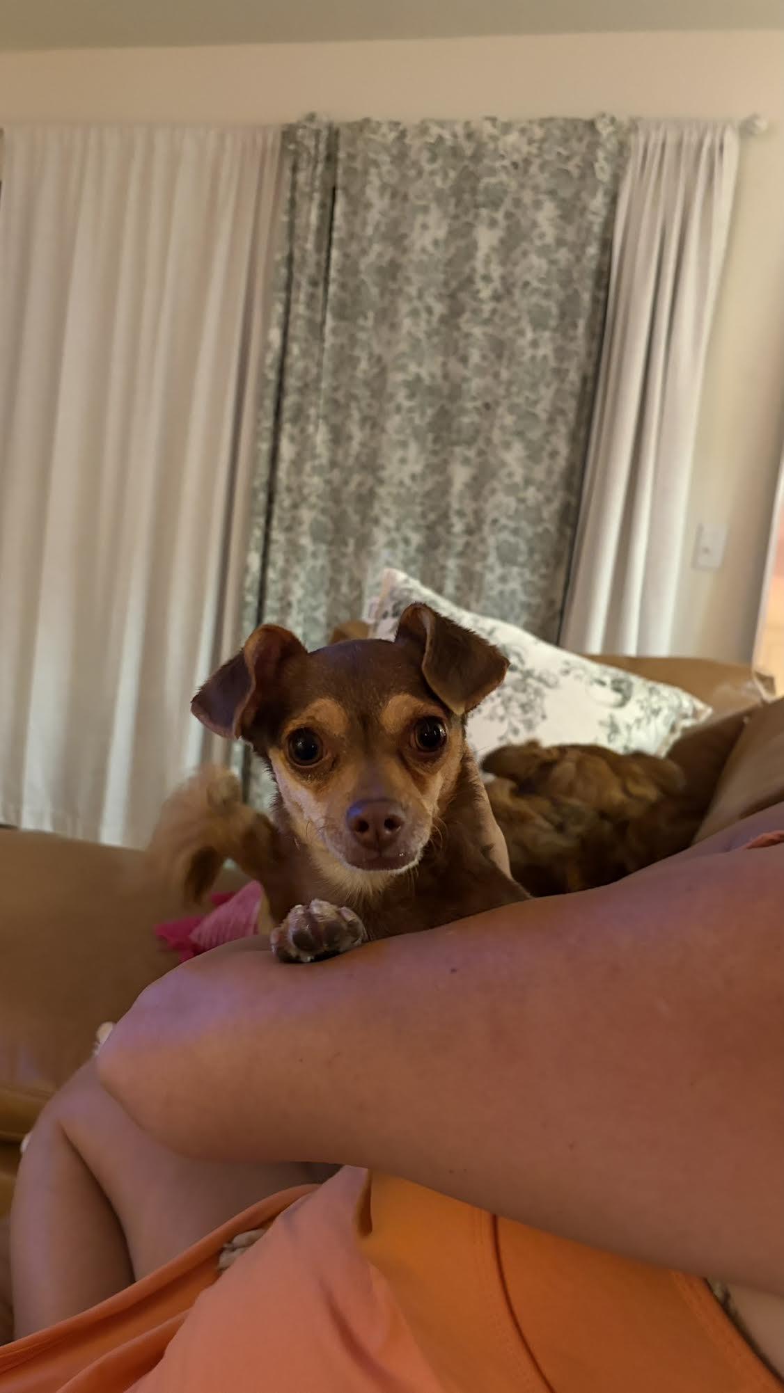 Enlarge Bruno, a Adoptable mixed breed in Las Vegas, NV image 2/4