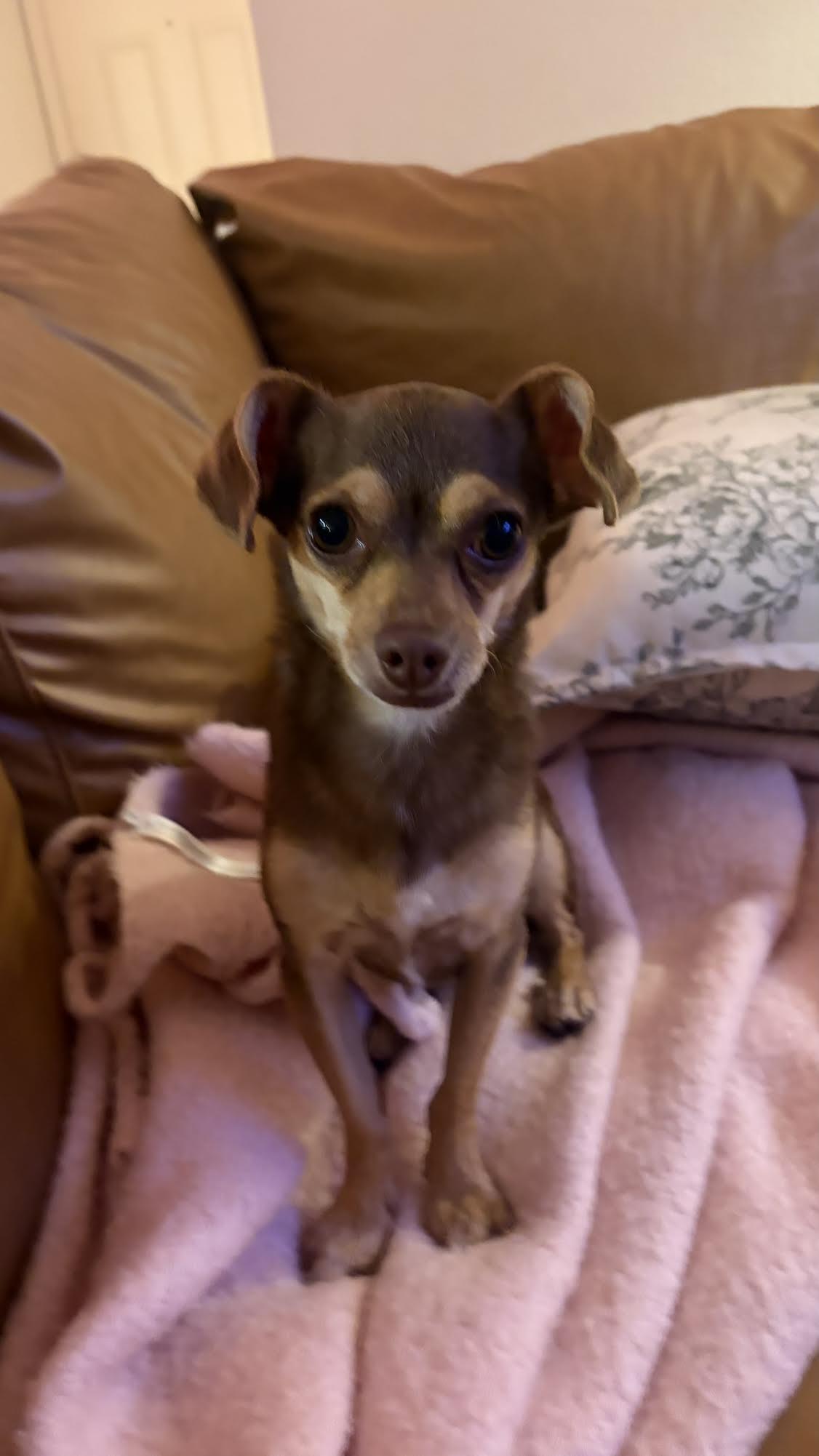 Enlarge Bruno, a Adoptable mixed breed in Las Vegas, NV image 1/4