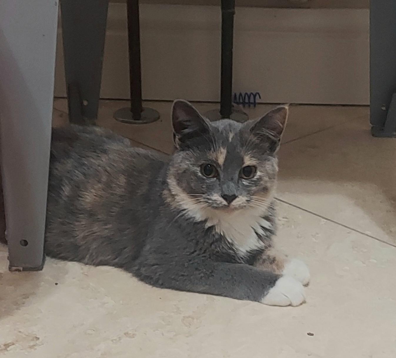 Enlarge Willow, a Adoptable Dilute Calico in CANONSBURG, PA image 3/4
