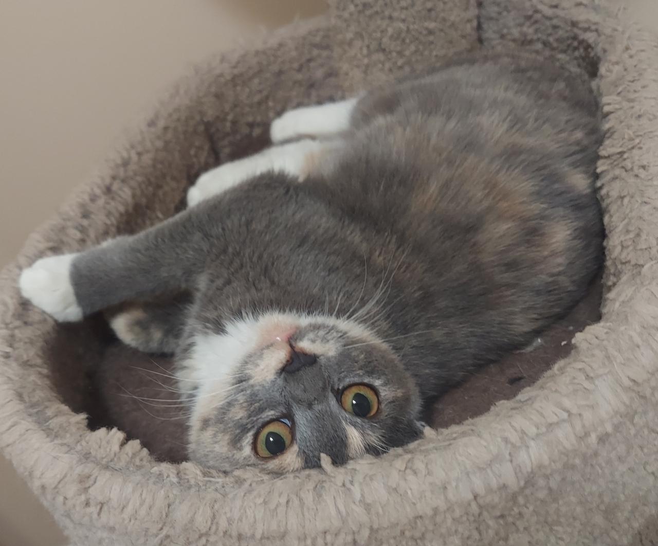 Enlarge Willow, a Adoptable Dilute Calico in CANONSBURG, PA image 2/4
