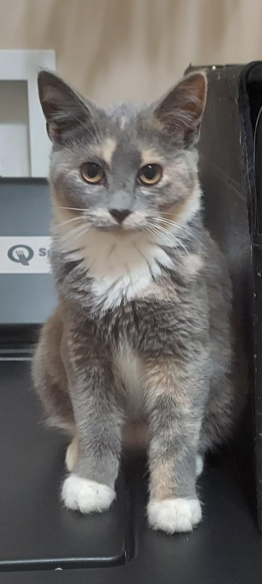 Willow, Adoptable, Kitten Female Dilute Calico.