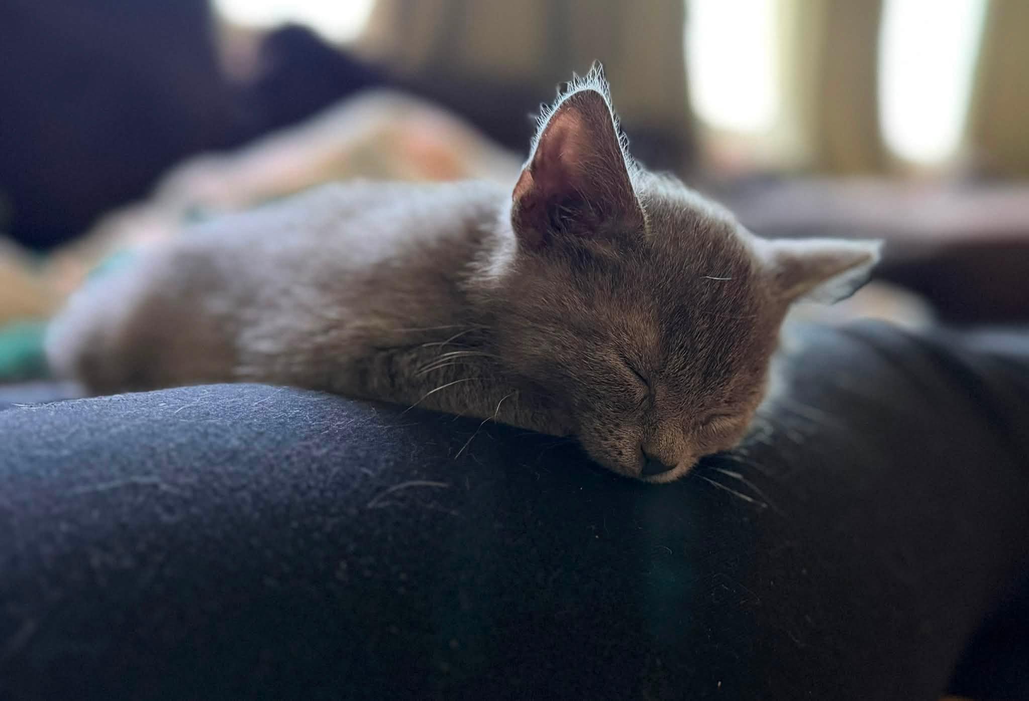 Emerald, an adopted Domestic Short Hair in Cleveland, OH image 3/5