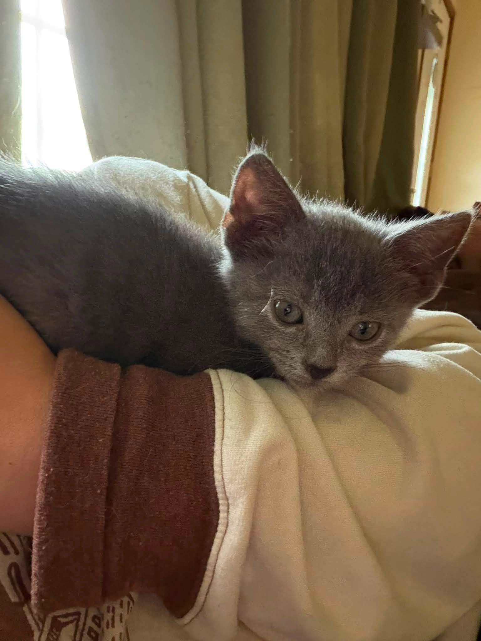 Emerald, an adopted Domestic Short Hair in Cleveland, OH image 1/5