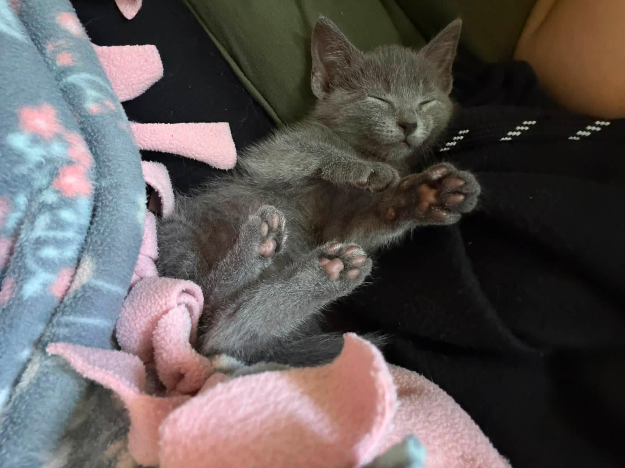 Emerald, an adopted Domestic Short Hair in Cleveland, OH image 4/5