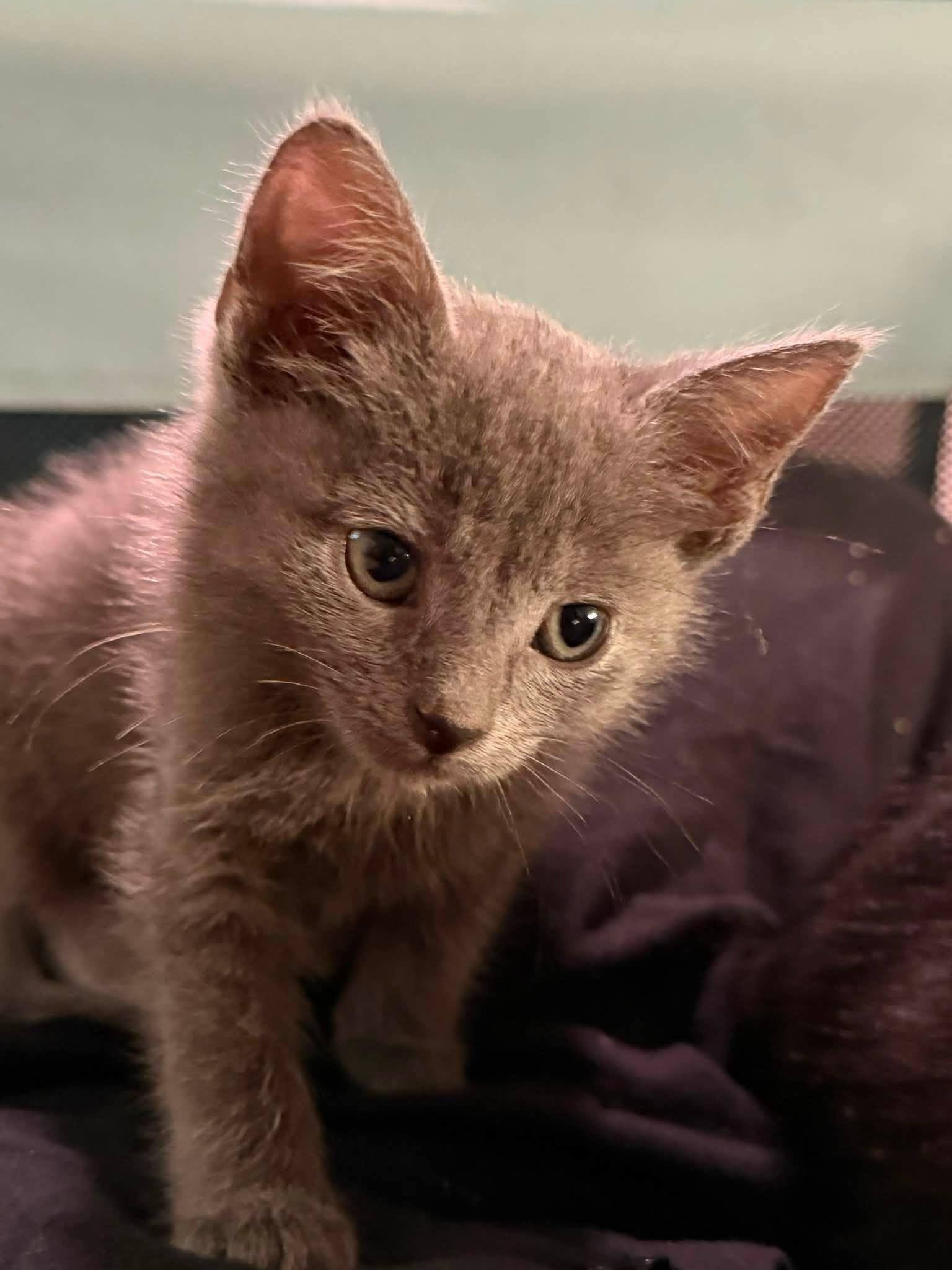 Emerald, an adopted Domestic Short Hair in Cleveland, OH image 2/5