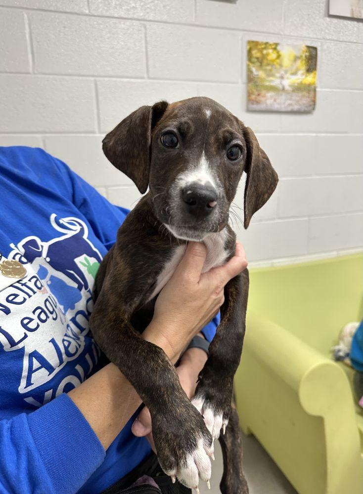 Mr Crocker, Adoptable, Puppy Male Mixed Breed.