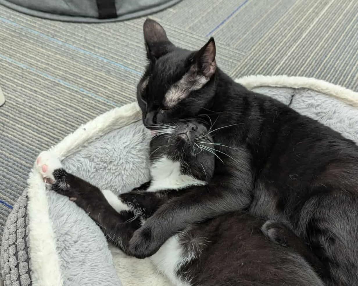 Posey and Tutu bonded, Adopted, Adult Female Domestic Short Hair.