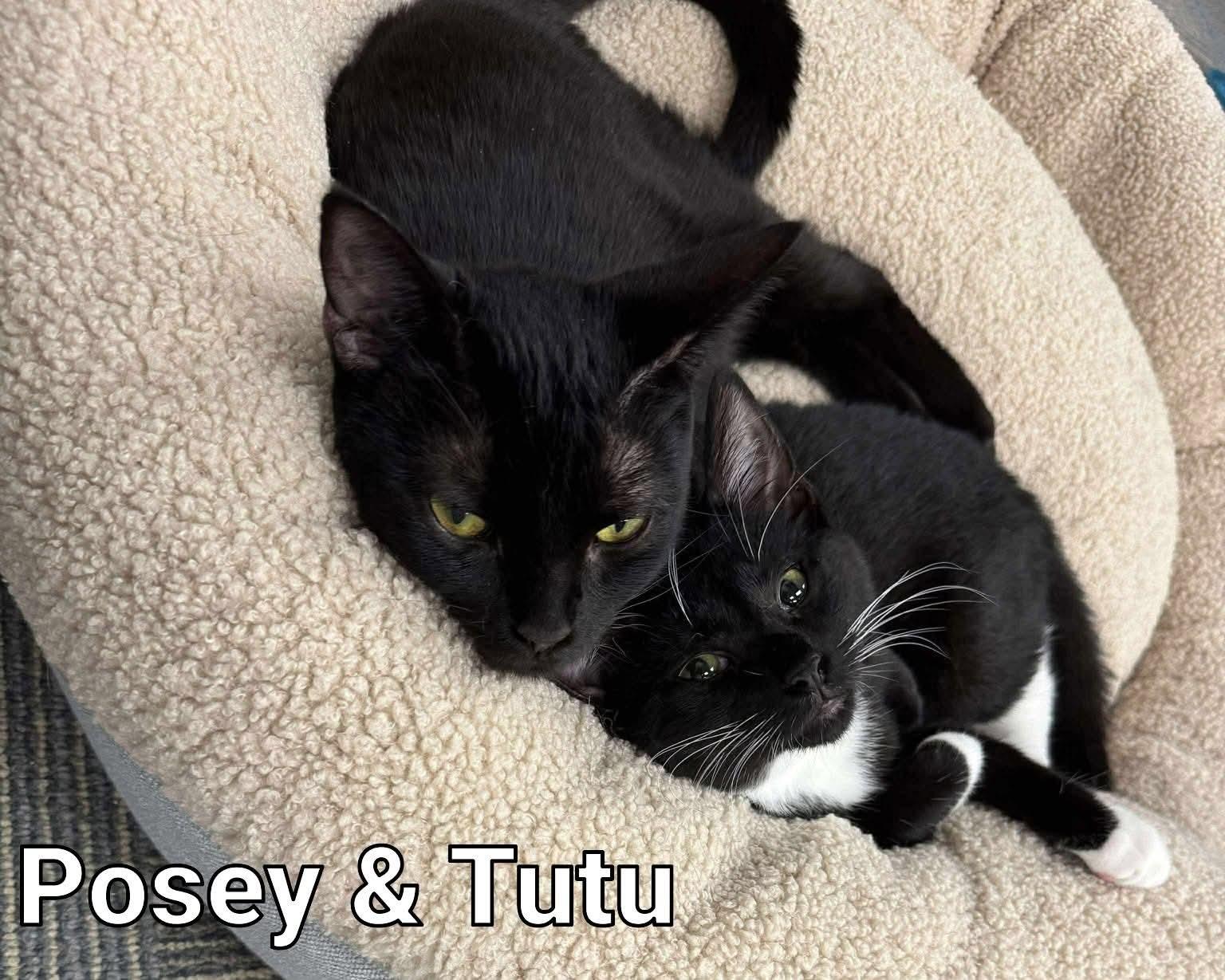 Posey and Tutu bonded, a Adopted Domestic Short Hair in Rochester, NY image 2/3
