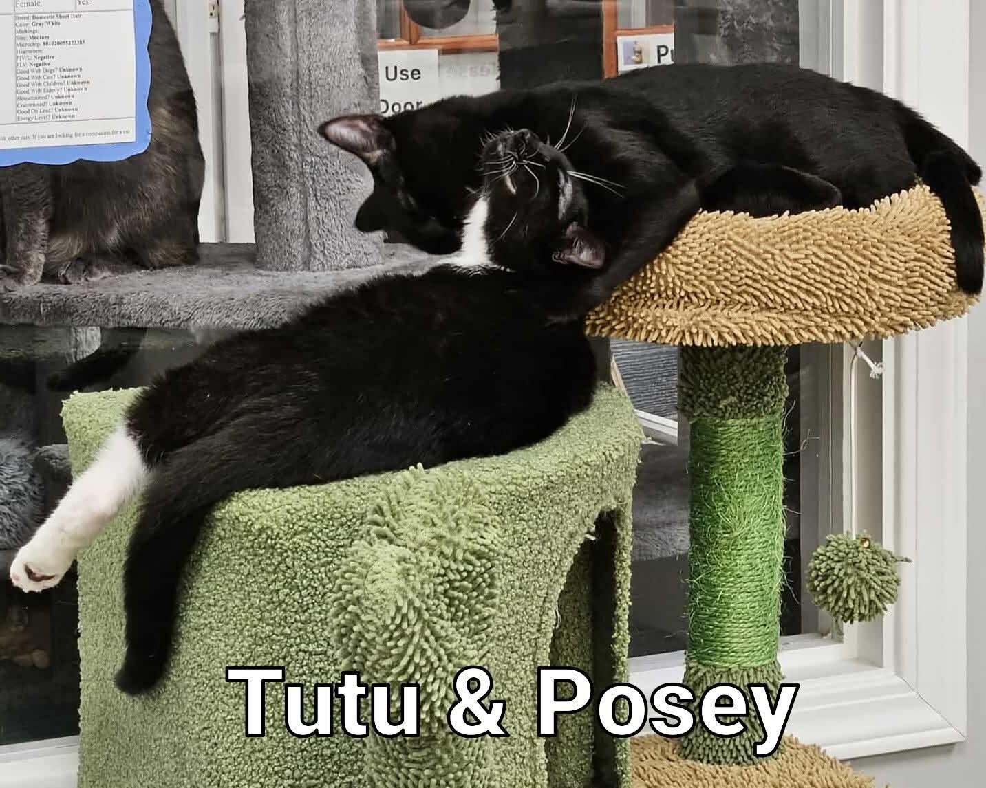 Posey and Tutu bonded, a Adopted Domestic Short Hair in Rochester, NY image 3/3