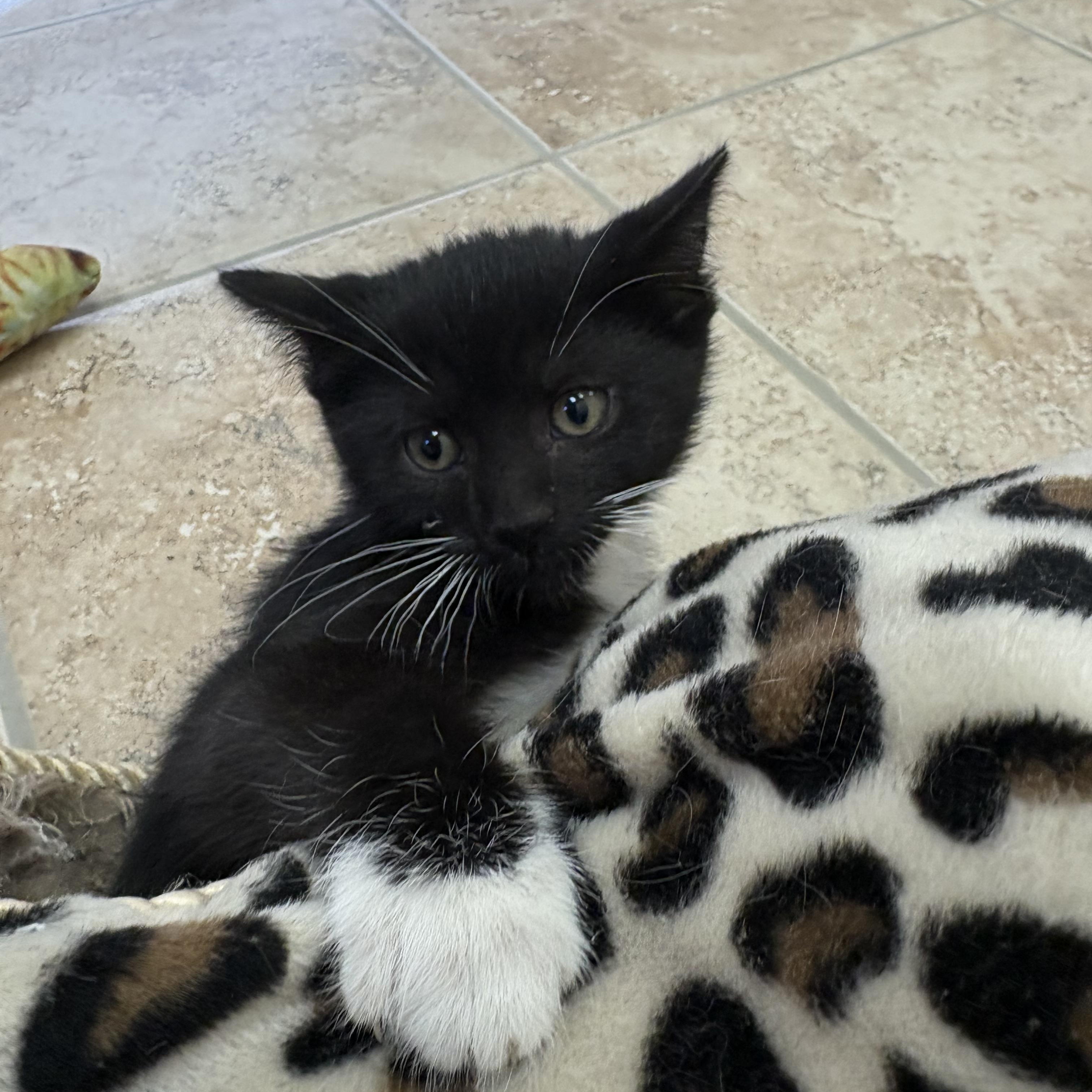 Enlarge The Veggie Litter, an adopted mixed breed in Hays, KS image 4/5