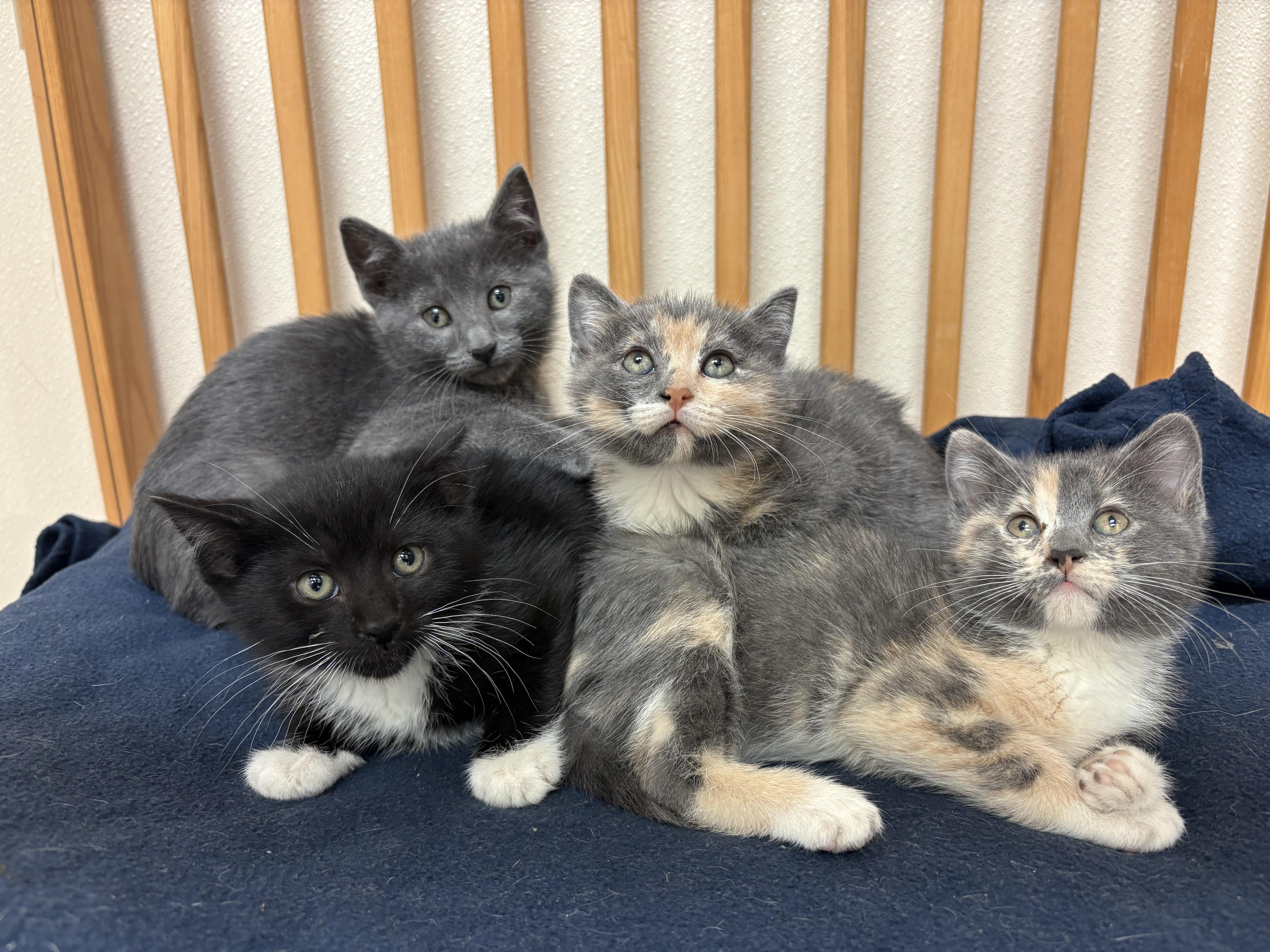 The Veggie Litter, adopted, Kitten Male Domestic Short Hair.