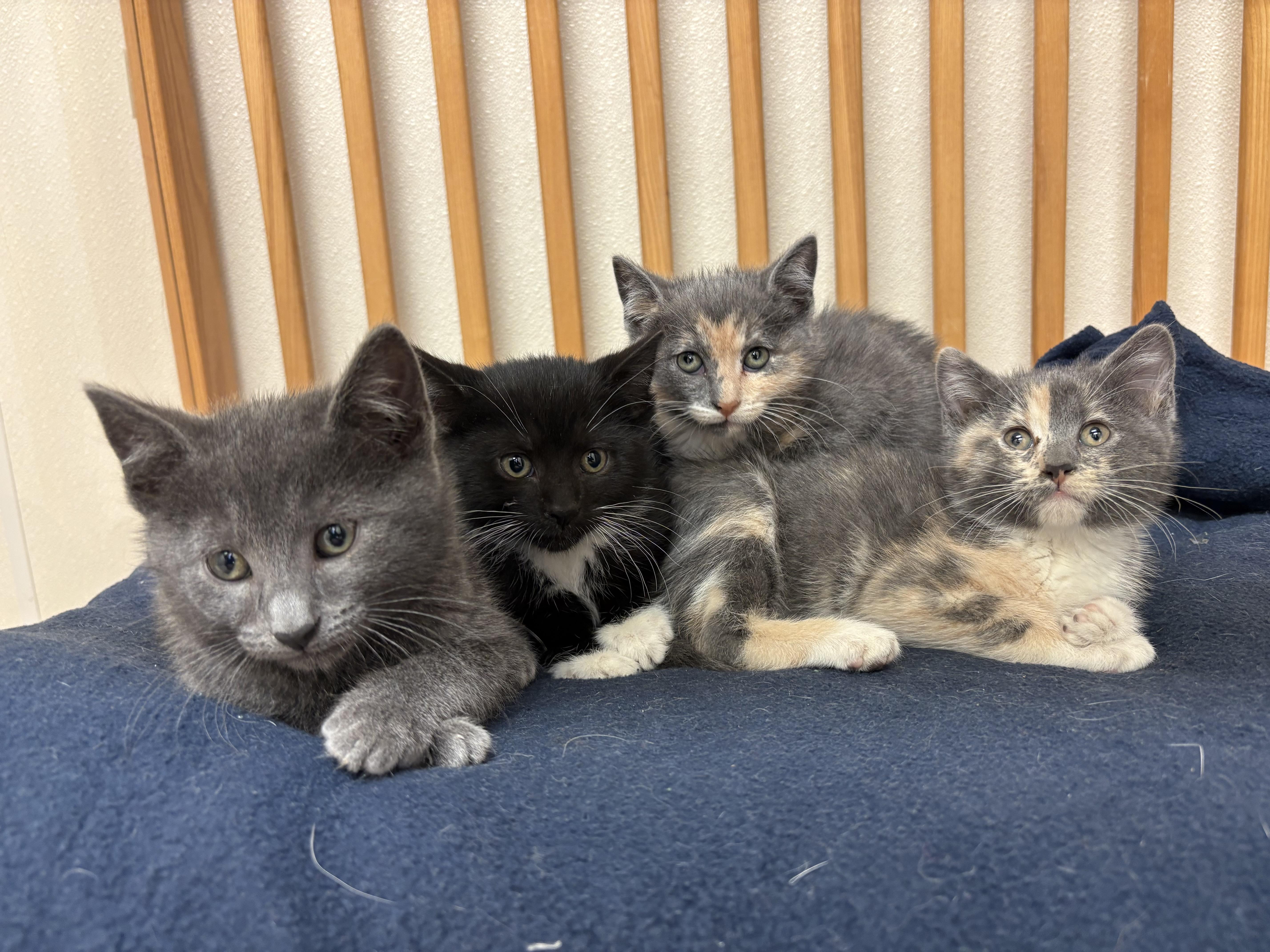 Enlarge The Veggie Litter, an adopted mixed breed in Hays, KS image 5/5