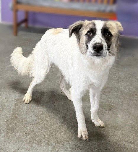 **LEO**, Adoptable, Young Male Collie.