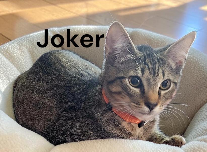 Joker, Adoptable, Young Male Tabby.
