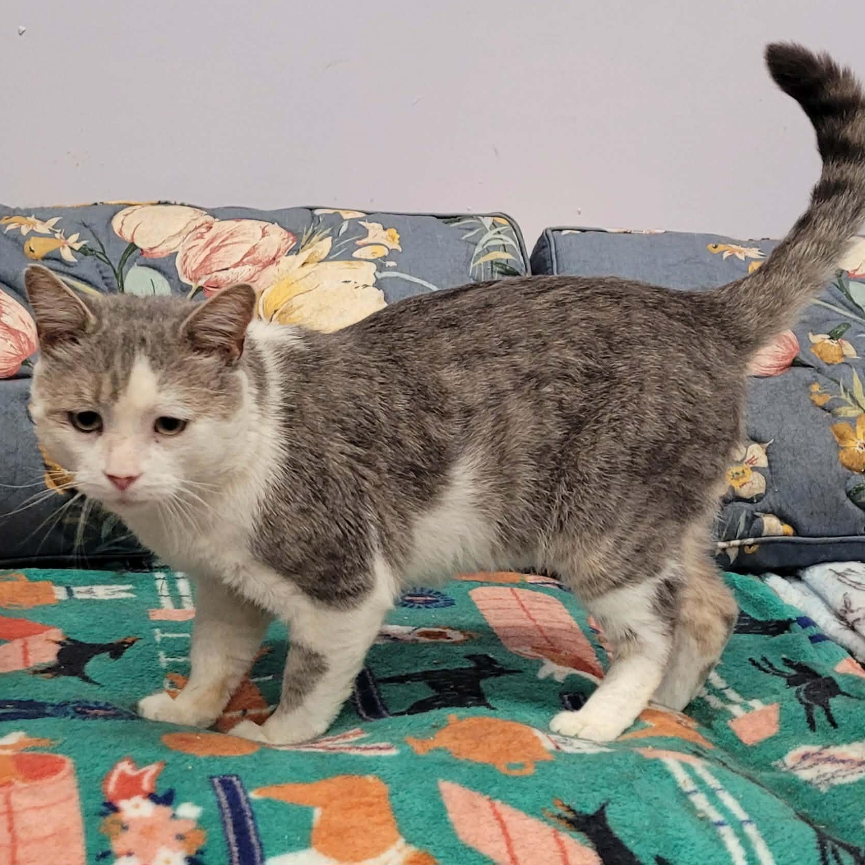 Enlarge Lincoln, Talkative Boy, a Adoptable Domestic Short Hair in Meriden, CT image 2/6