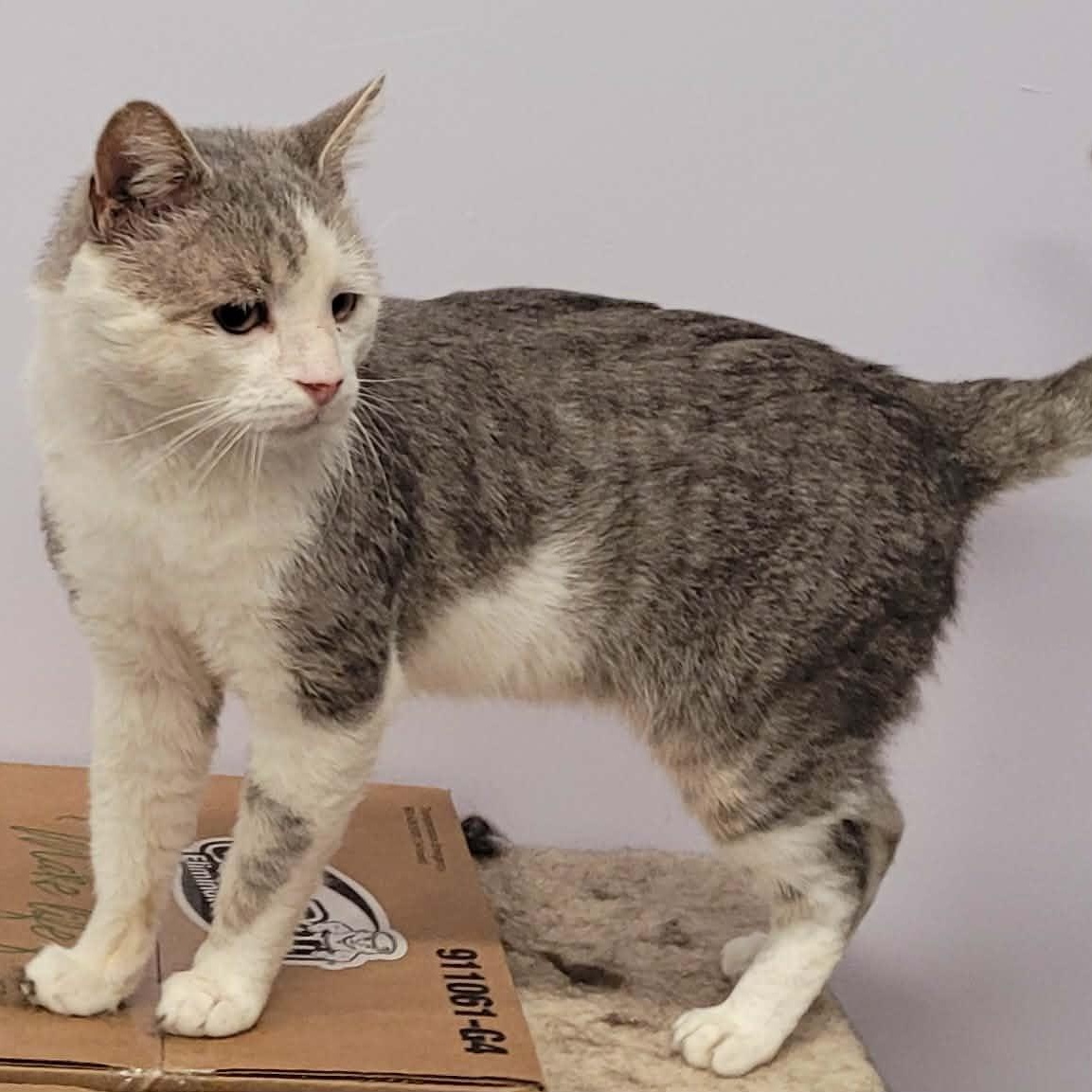 Enlarge Lincoln, Talkative Boy, a Adoptable Domestic Short Hair in Meriden, CT image 4/6