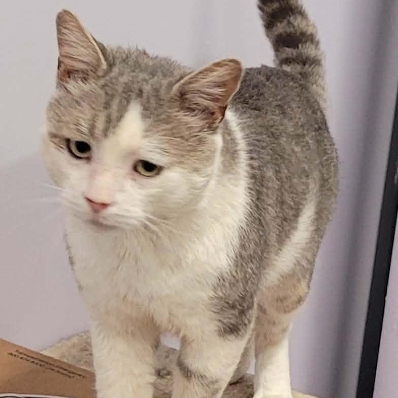 Enlarge Lincoln, Talkative Boy, a Adoptable Domestic Short Hair in Meriden, CT image 6/6