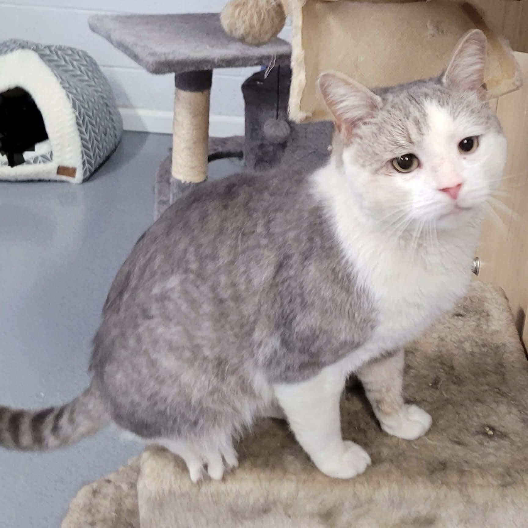 Enlarge Lincoln, Talkative Boy, a Adoptable Domestic Short Hair in Meriden, CT image 1/6