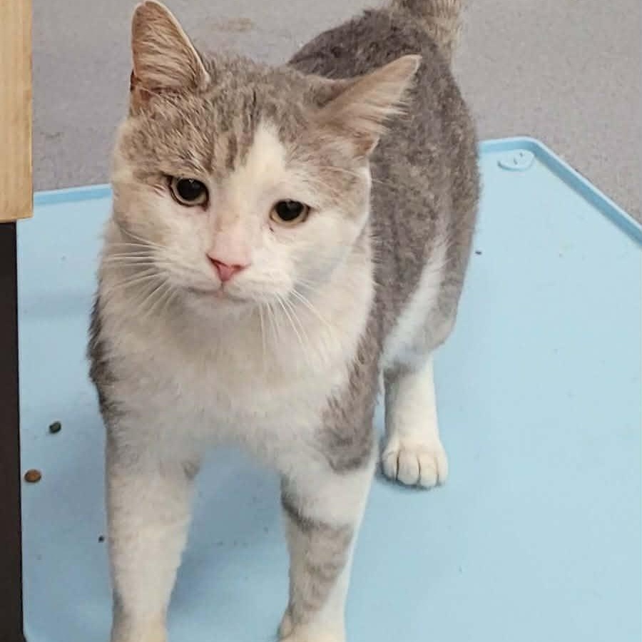 Enlarge Lincoln, Talkative Boy, a Adoptable Domestic Short Hair in Meriden, CT image 5/6