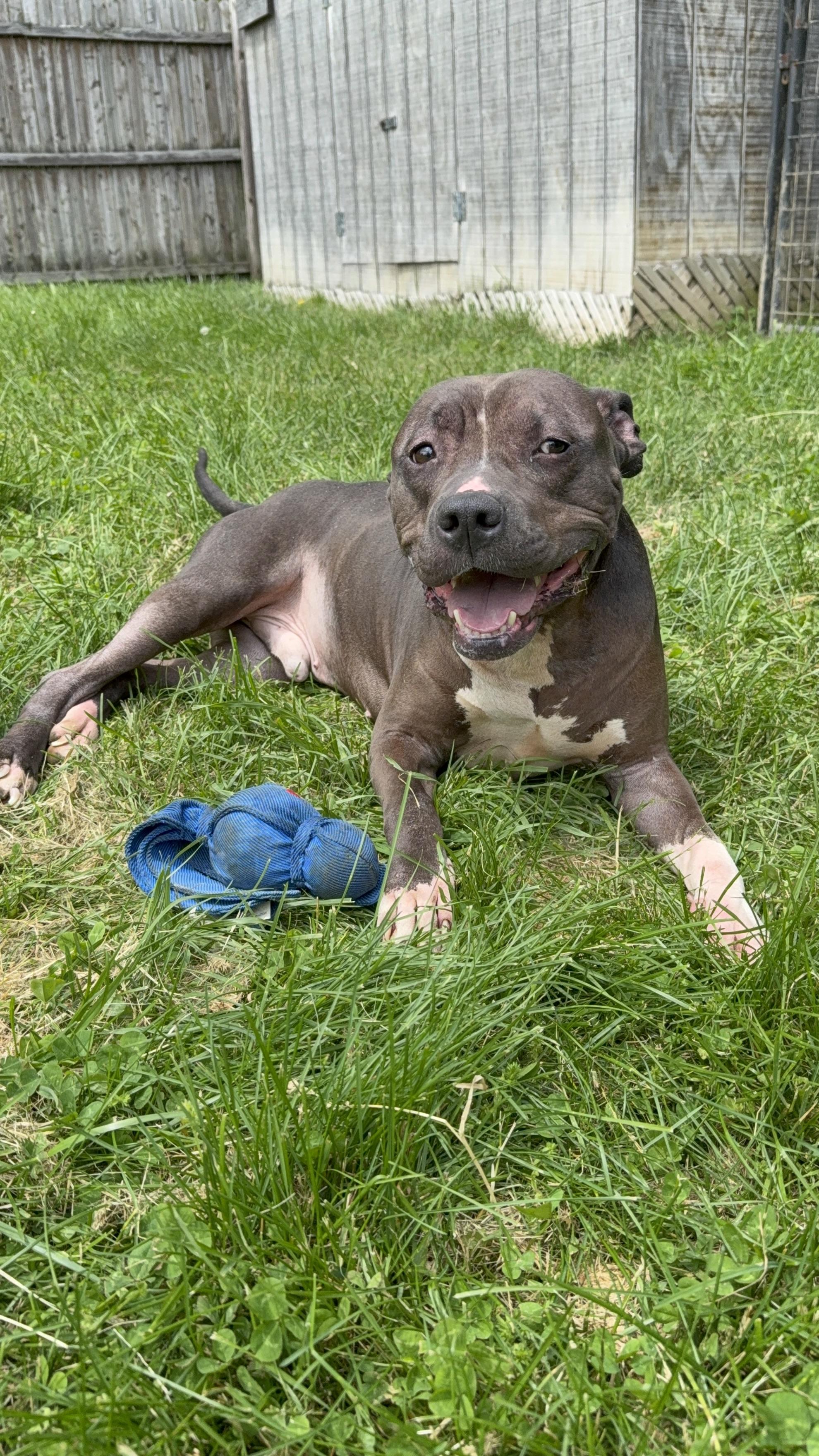Enlarge Deebo, a Adoptable mixed breed in Stahlstown, PA image 1/6