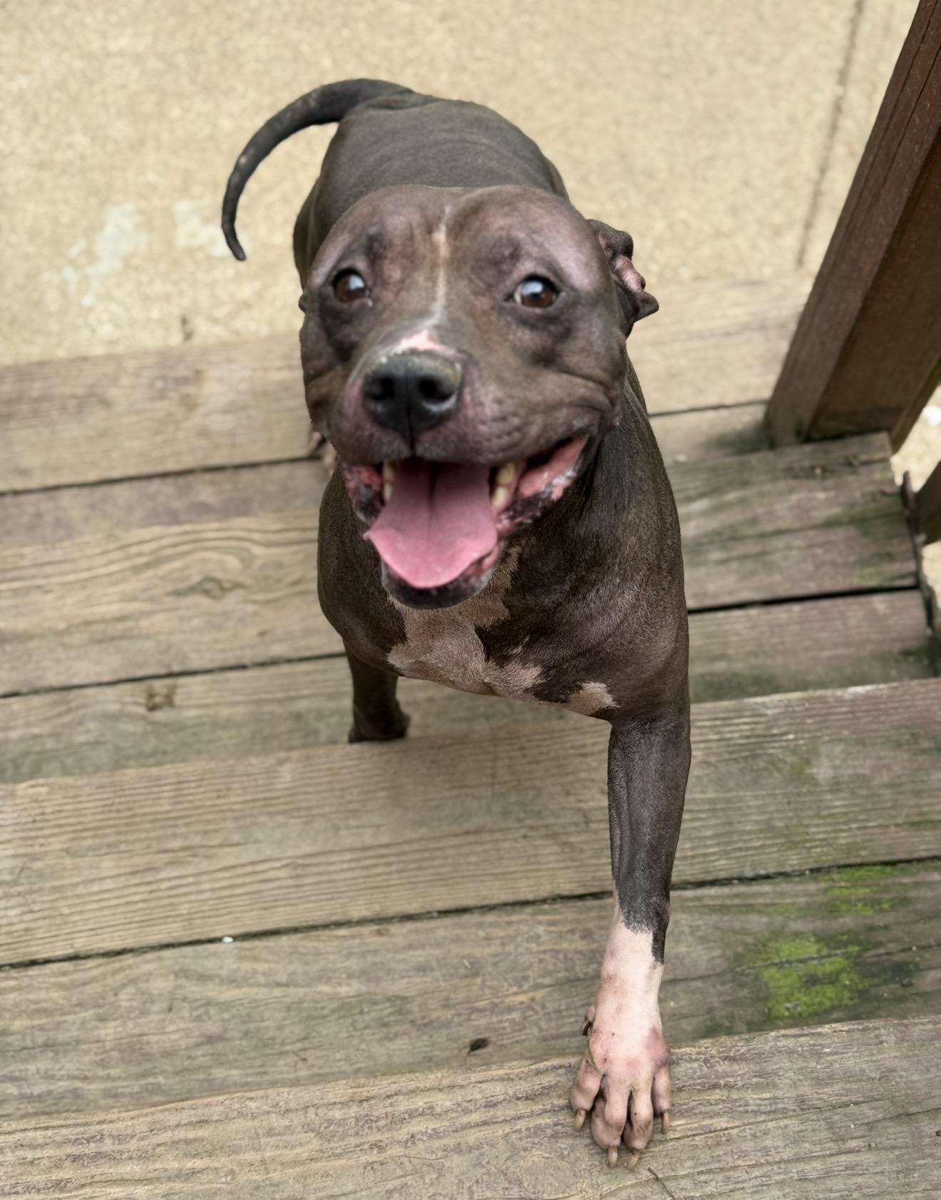 Deebo — thumbnail 2