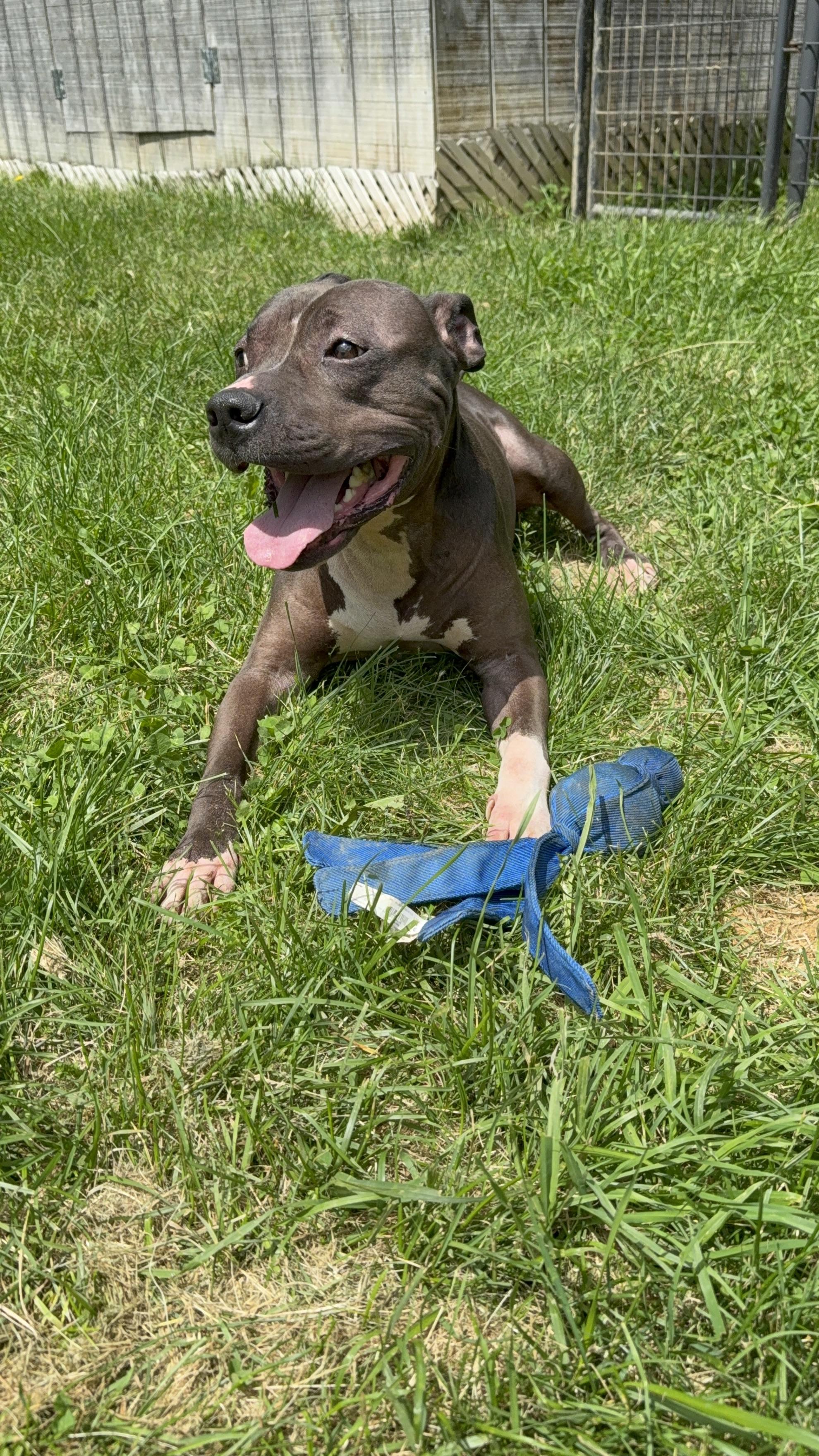 Enlarge Deebo, a Adoptable mixed breed in Stahlstown, PA image 2/6