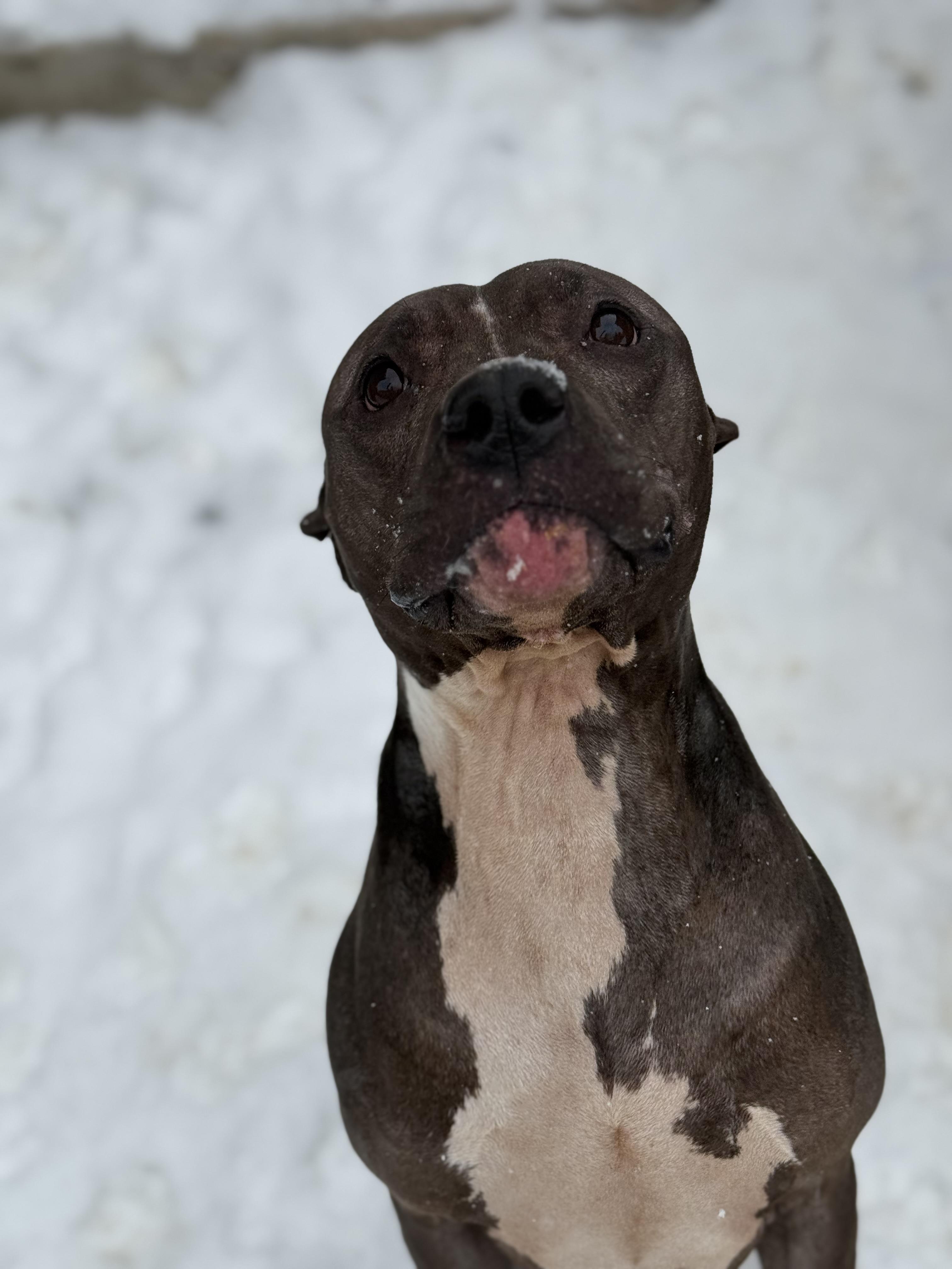 Deebo — thumbnail 3