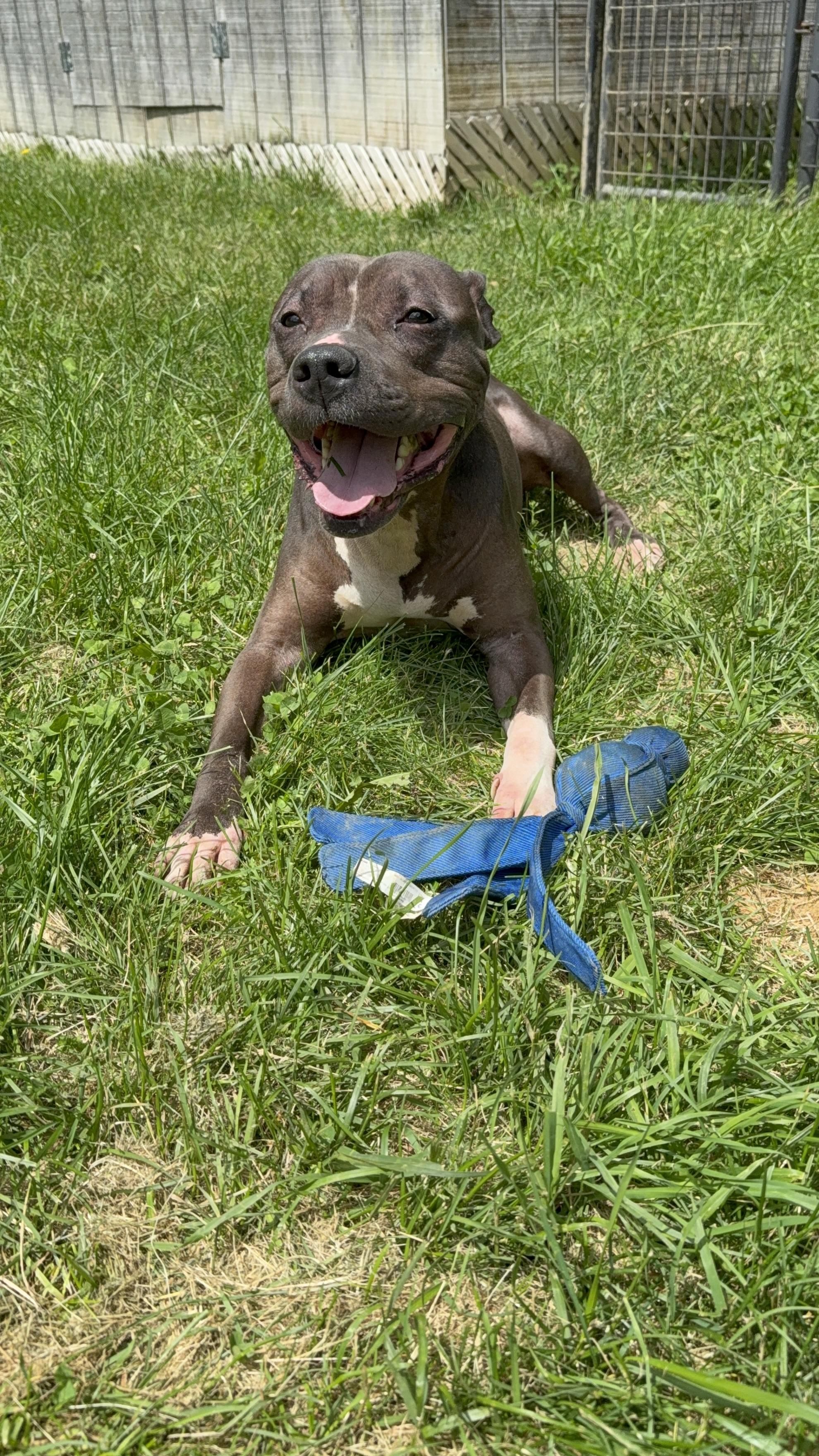 Enlarge Deebo, a Adoptable mixed breed in Stahlstown, PA image 3/6