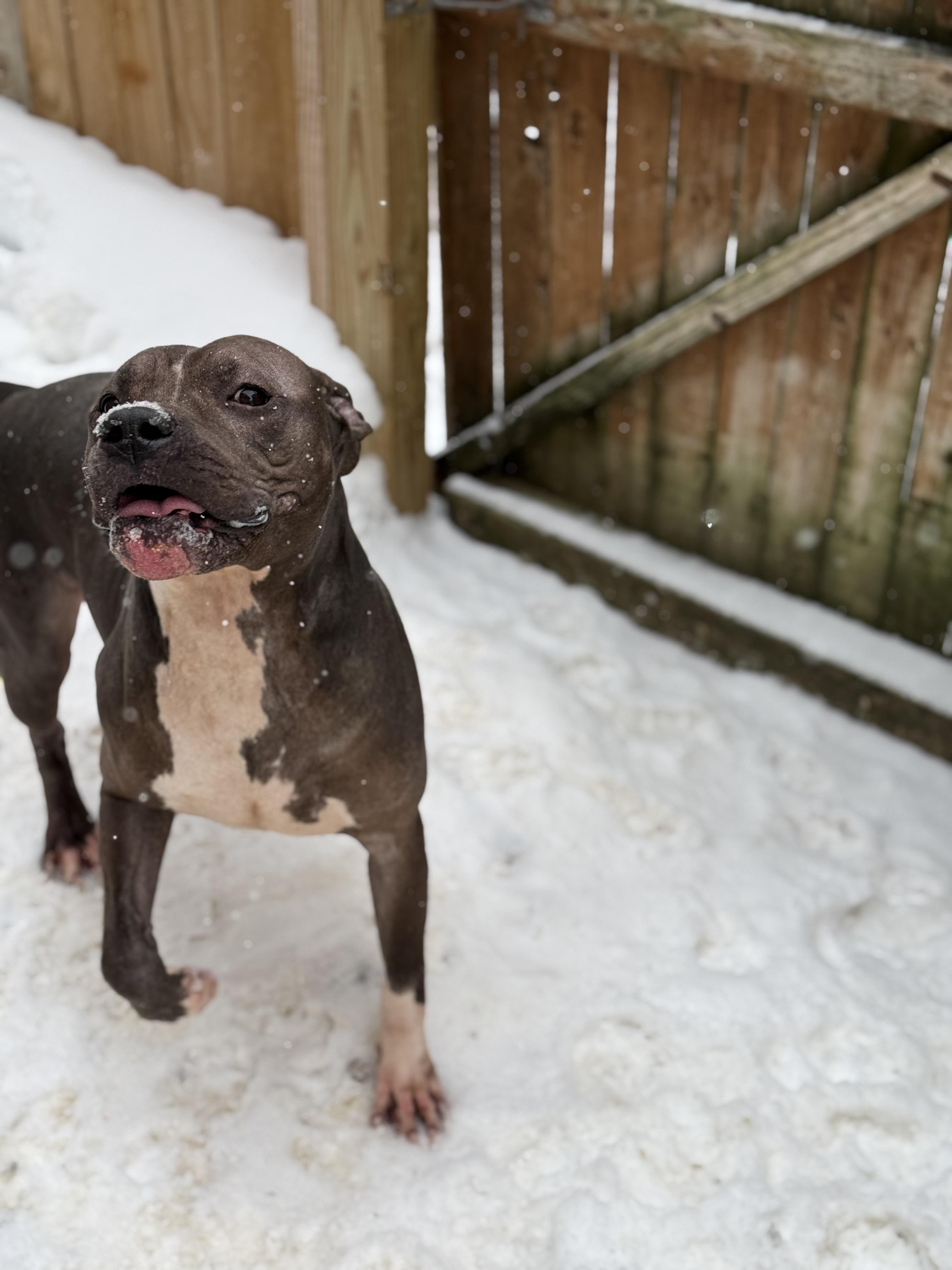 Deebo — thumbnail 6